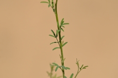 Astragalus melilotoides