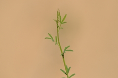 Astragalus melilotoides