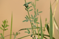 Astragalus melilotoides