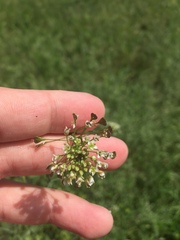 Capsella bursa-pastoris