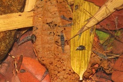 Caridina serrata
