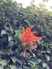 Pyrostegia