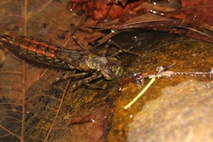 Anax aurantiacus