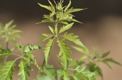 Vitex negundo heterophylla
