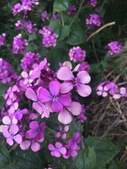Lunaria annua