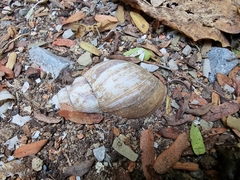 Lissachatina fulica