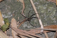 Heteropoda amphora