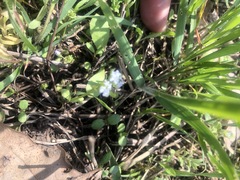 Valerianella carinata