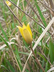 Tulipa sylvestris biebersteiniana