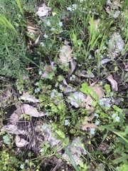 Valerianella carinata