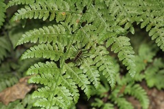 Thereuopoda clunifera