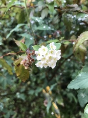 Spiraea cantoniensis
