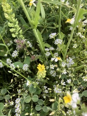 Valerianella carinata