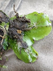 Conocephalum conicum