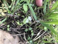 Valerianella carinata