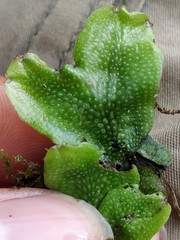 Conocephalum conicum