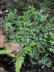 Conocephalum conicum