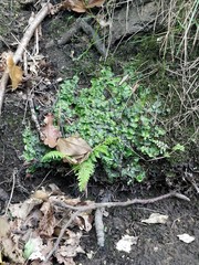 Conocephalum conicum