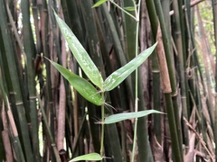 Bambusa dolichoclada