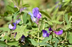 Vicia bungei