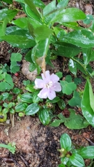 Melastoma dodecandrum