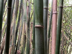 Bambusa dolichoclada