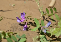 Vicia bungei