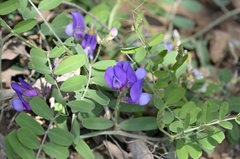 Vicia bungei