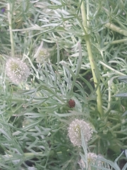 Graphosoma lineatum siciliensis