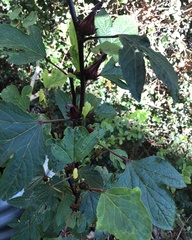Hibiscus sabdariffa