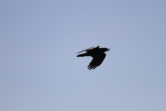 Corvus brachyrhynchos