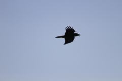 Corvus brachyrhynchos