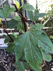 Hibiscus sabdariffa