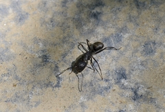 Camponotus japonicus