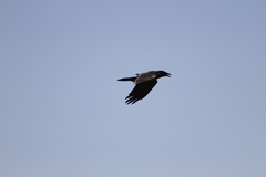 Corvus brachyrhynchos