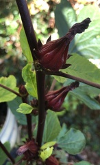 Hibiscus sabdariffa