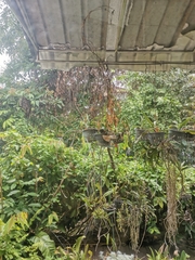 Pycnonotus goiavier jambu