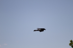 Corvus brachyrhynchos