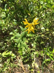 Lysimachia asperulifolia