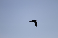 Corvus brachyrhynchos