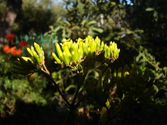 Kalanchoe sexangularis