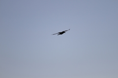 Corvus brachyrhynchos