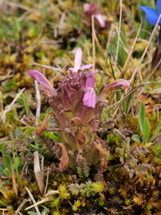 Pedicularis sylvatica sylvatica