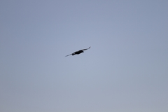 Corvus brachyrhynchos