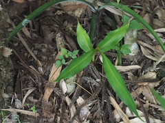 Alpinia intermedia