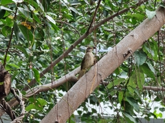 Pycnonotus conradi