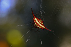 Gasteracantha milvoides