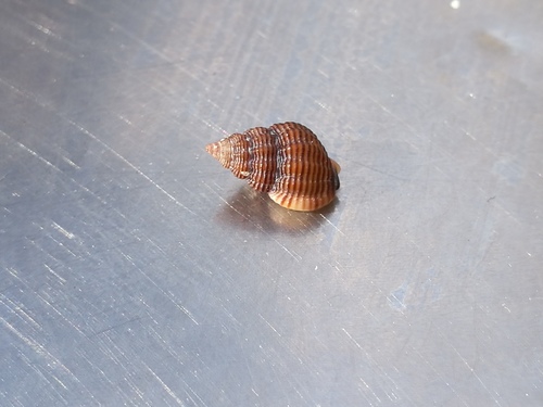 Thick-lipped Dogwhelk (Tritia incrassata)
