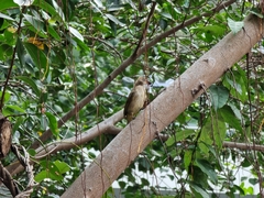 Pycnonotus conradi