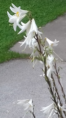 Lilium candidum